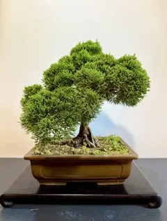 2026年最新】盆栽 真柏の人気アイテム - メルカリ