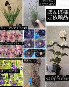 ぽんぽ様ジャーマンアイリス絞り＆黒紫球根苗黒葉紫陽花クリスマスローズペニセタム他のサムネイル