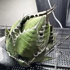 アガベ ホリダ 極上株 極上強刺 Agave horrida 球状株 - メルカリ