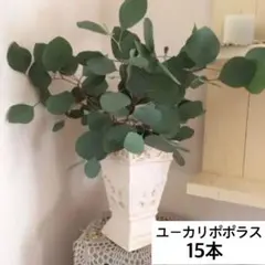 丸葉ユーカリポポラスドライフラワー用カット生木15本くらい