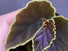 ジュンタロウ様 リクエスト 2点 まとめ商品