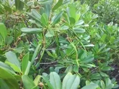マングローブ メヒルギ たね/タネ 5本 種子 観葉植物 海/干潟 水槽