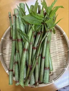 山形県産 イタドリ塩漬け 450g 山菜 野菜 塩蔵 - メルカリ