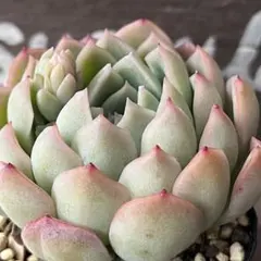 kaorin様 リクエスト 3点 まとめ商品