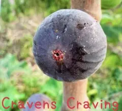 イチジク挿し木苗　Cravens Cravingのサムネイル