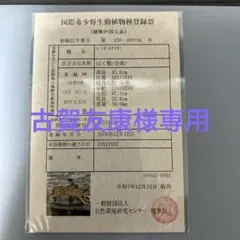ベンガルヤマネコ はく製 置物 登録票付き ベンガルヤマネコ はく製 置物 登録票付き - メルカリ
