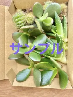 初心者　夏の多肉植物詰合せ：「花月錦」「金のなる木」、不夜城のサムネイル