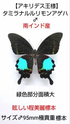 2026年最新】ルリモンアゲハの人気アイテム - メルカリ