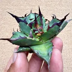 Lj_plants】Z080アガベ チタノタxホリダ 極上子株 - メルカリ