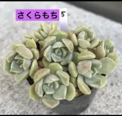 多肉植物　つぶつぶ屋 だるま姫秋麗×デレッセーナ　さくらもち 抜き苗のサムネイル