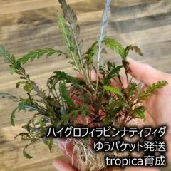 たな様専用