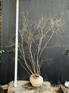 2026年最新】山採りの人気アイテム - メルカリ