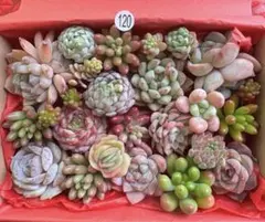 【120】多肉植物 カット苗詰め合わせ 寄せ植えセット■SALE■