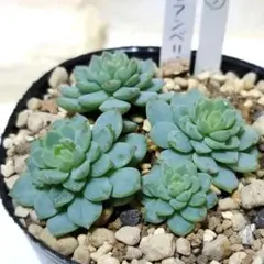 エブリィ様 リクエスト 2点 まとめ商品