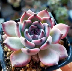 2025年最新】ざわわ 多肉の人気アイテム - メルカリ