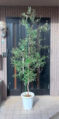 オリーブ シプレッシーノ苗 150cm❗ 8号鉢 スタイリッシュ 明るい葉色