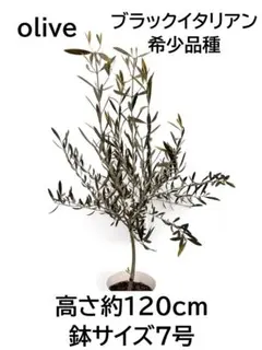 オリーブの木 ブラックイタリアン 6号 80cm NO.170 希少品種 観葉 