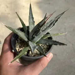 2025年最新】あがべの人気アイテム - メルカリ