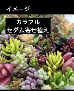 くさもっち様専用　カラフル寄せ植え 多肉植物/カット苗/