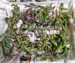 ルビーネックレス1　カット　いっぱい　ネコポス発送❢