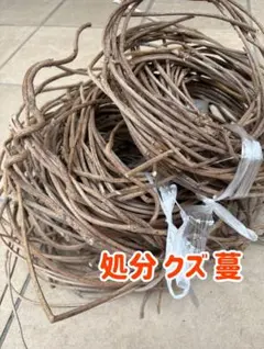 처분 ‼️ 천연재료 ✴️ 갈나무 ✴️ 쿠즈