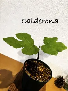 2026年最新】Calderonaの人気アイテム - メルカリ
