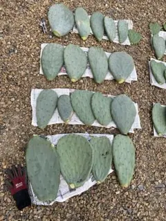 みの様確認用です！大型宝剣！宜しくお願い致します！