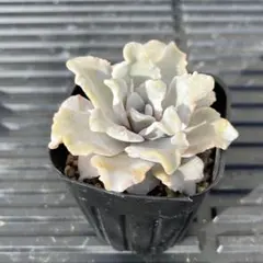 2025年最新】クリスペートビューティの人気アイテム - メルカリ