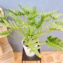 現品　フィロデンドロン　ジャイアントザナドゥ　2番　根上がり　ドライガーデン 現品 フィロデンドロン ジャイアントザナドゥ 62番 根上がり