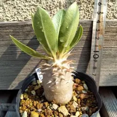 中型 パキポディウム レアリー　発根済み 中型 パキポディウム レアリー 発根済み パキポディウム