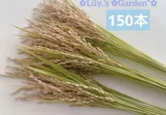 稲穂　150本　しめ縄飾り用　ドライフラワー