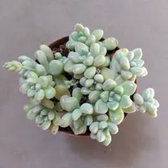 多肉植物　だるま姫秋麗