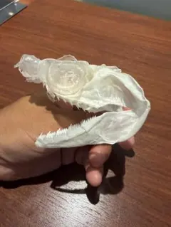 希少生物！？ 蟹 カニ 剥製 標本 カワリヒシガニ ヒシガニ系 甲殻類