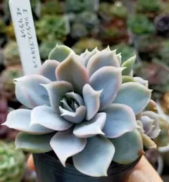 ★売約済みエケベリア「フィオナ×シムランスブスタマンテ」☆ 楽天市場】多肉植物 O'sエケベリア シムランスブスタマンテ