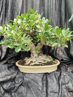 ガジュマル盆栽 樹齢30年 塊根植物 - メルカリ