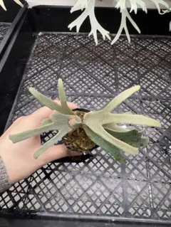 2025年最新】ビカクシダ ジェニーの人気アイテム - メルカリ