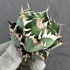 2026年最新】赤猫 アガベの人気アイテム - メルカリ