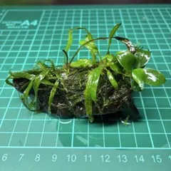 アヌビアスナナミニ&ミクロソリウム本ナロー&南米ウィローモス流木のサムネイル