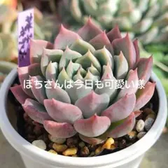 ぽちさんは今日も可愛い様 リクエスト 2点 まとめ商品