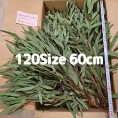 ユーカリ ドライフラワー 枝の長さ最大 60cm 60本 120サイズ⋆ฺ