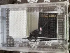 メダカ飼育舟 18ℓ 黒容器5個 いぶきオリジナル トロファスト nv