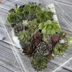 センペルビウム&ジョビバルバ　抜き苗セット　Ｌサイズ多肉弁当　寄植え