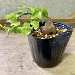 2025年最新】アフリカ亀甲竜の人気アイテム - メルカリ