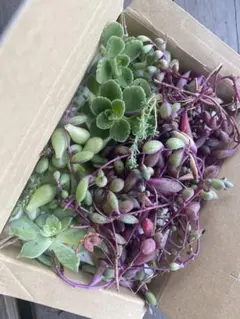 多肉植物 セット