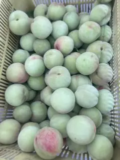 96特売季節限定福島県産若桃摘果桃硬桃加工用10kg常温発送玉数お任せ