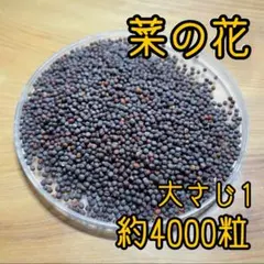 Yen様 リクエスト 2点 まとめ商品