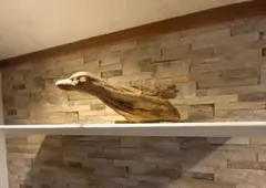 Item thumbnail for item 2dd9667c-c1e3-49c5-b468-c12123585b38