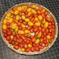 ミニトマトのアンジェレ　アイコ　フルーツトマト　クレアミニトマト　込み1kg前後のサムネイル