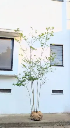 超美白。美斑紋 山採りアオダモ本株立ち4.3M(鉢底から) - メルカリ