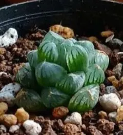 ハオルチア オブツーサ 小苗